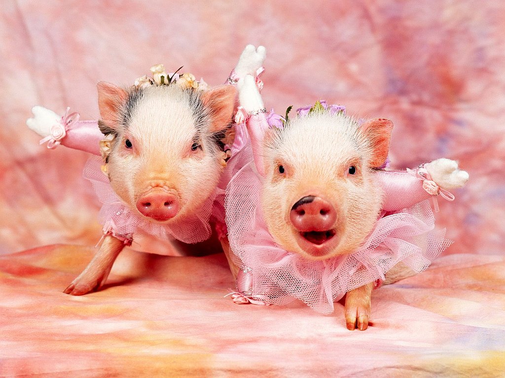 Swine Lake